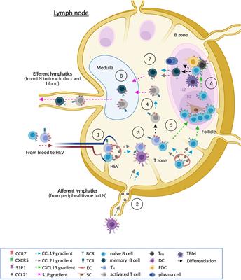 Of Lymph Nodes and CLL Cells: Deciphering the Role of CCR7 in the Pathogenesis of CLL and Understanding Its Potential as Therapeutic Target